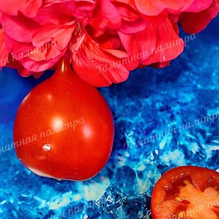 Томат ПОЦЕЛУЙ ГЕРАНИ / ГЕРАНИУМ КИСС (Geranium Kiss), США.