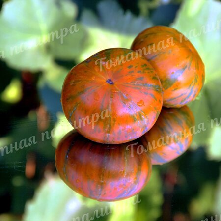Томат ОРАНЖЕВЫЙ ГАББАНА (Orange Ghabbana), США