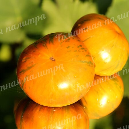 Томат ОРАНЖЕВЫЙ ГАББАНА (Orange Ghabbana), США