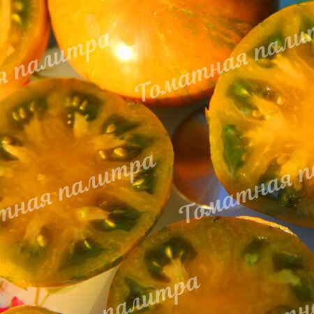 Томат ОРАНЖЕВЫЙ ГАББАНА (Orange Ghabbana), США