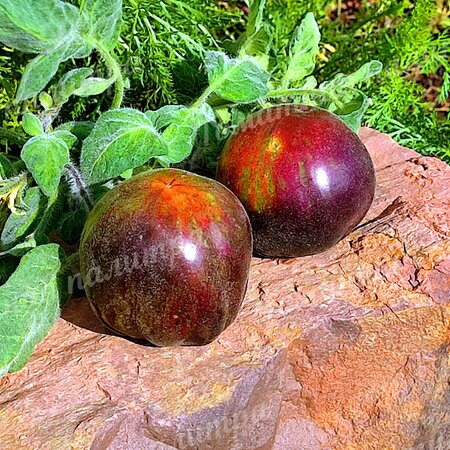 Томат ЭКСТАВАГАНТНЫЙ РУФФИАНЖ (Extravagante Rouffiange), Бельгия