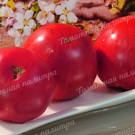 Томат СОВЕТСКИЕ (СОВЕТСКИЙ)