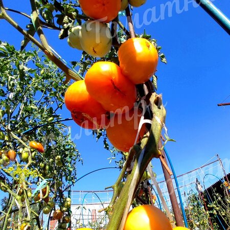 Томат ОРАНЖЕВЫЙ ОРАНГУТАН (Orange Orangutan)