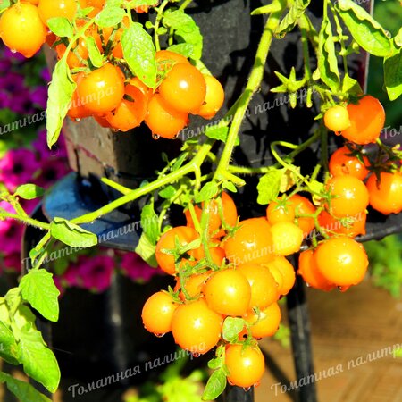 Томат ПЕНДУЛИНА ОРАНЖЕВАЯ (Pendulina Orange), Швеция.