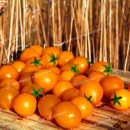 Томат ПЕНДУЛИНА ОРАНЖЕВАЯ (Pendulina Orange), Швеция.