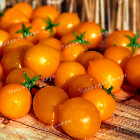 Томат ПЕНДУЛИНА ОРАНЖЕВАЯ (Pendulina Orange), Швеция.