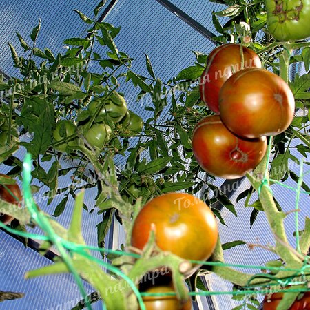 Томат Ярсон 7 (Jarson 7)