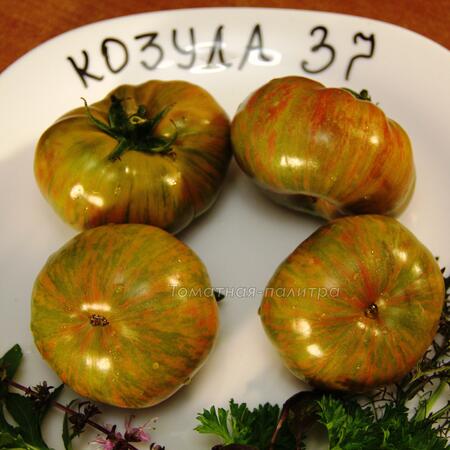 Томат Козула 37 (Kozula 37), Польша
