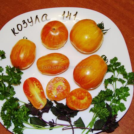 Томат Козула 141 (Kozula 141), Польша 
