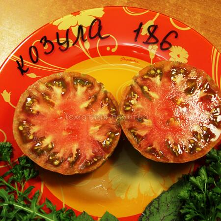 Томат Козула 186 (Kozula 186), Польша