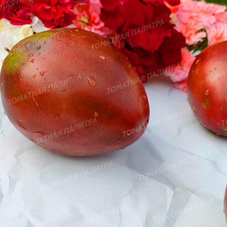 Томат БЫЧОК ЧЕРНЫЙ (Алифиров В.Г.)