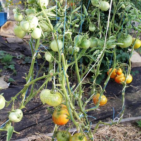 Томат КЛЕНОВЫЙ СИРОП (Le Sirop Derable)