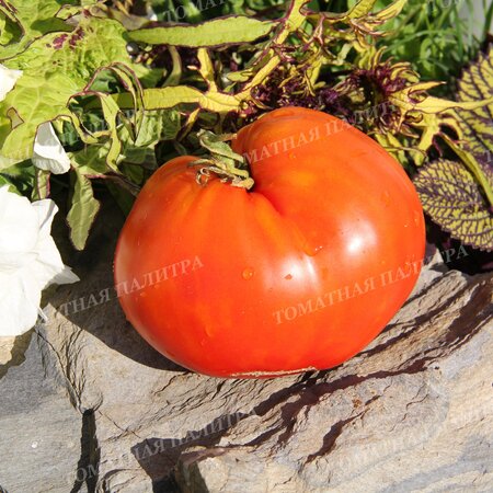 Томат ПОЛЬСКАЯ СЛИВА ТЁТУШКИ СВАРЛО (Aunt Swarlos Polish Plum).