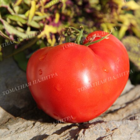 Томат ПОЛЬСКАЯ СЛИВА ТЁТУШКИ СВАРЛО (Aunt Swarlos Polish Plum).