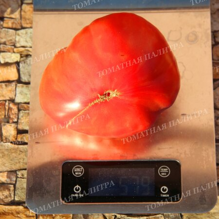 Томат ПОЛЬСКАЯ СЛИВА ТЁТУШКИ СВАРЛО (Aunt Swarlos Polish Plum).