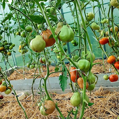 Томат МАМА МИЯ (Mama Mia), Италия
