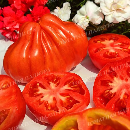 Томат МАМА МИЯ (Mama Mia), Италия