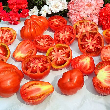 Томат МАМА МИЯ (Mama Mia), Италия