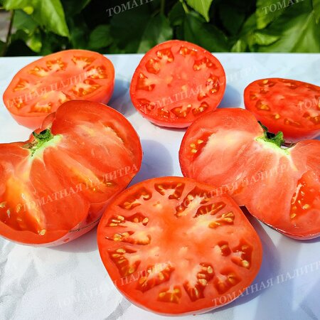 Томат ЖАЛЫН – Пламя (Алифиров В.Г.)
