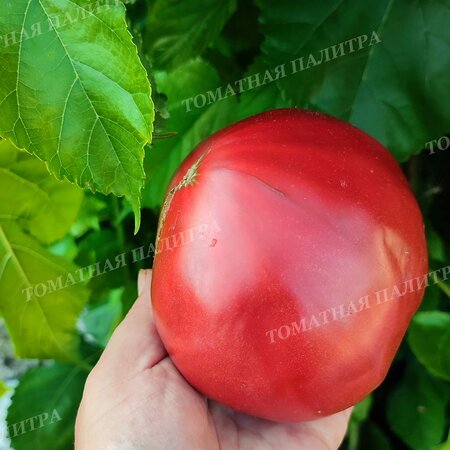 Томат СЕМИРЕЧЬЕ (Алифиров В.Г.)
