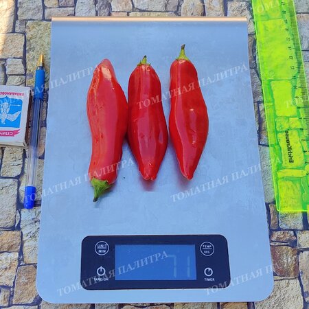Томат ПЕРЕЦ Ягодный Баккатум КАП 455  (Baccatum Pepper CAP 455) 