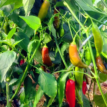 Томат ПЕРЕЦ Ягодный Баккатум КАП 455  (Baccatum Pepper CAP 455) 