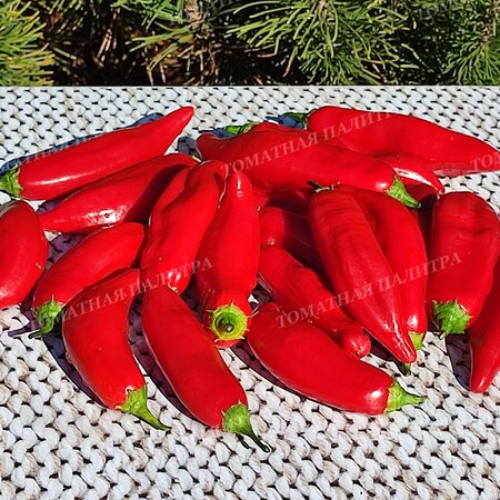 Томат ПЕРЕЦ Ягодный Баккатум КАП 455  (Baccatum Pepper CAP 455) 