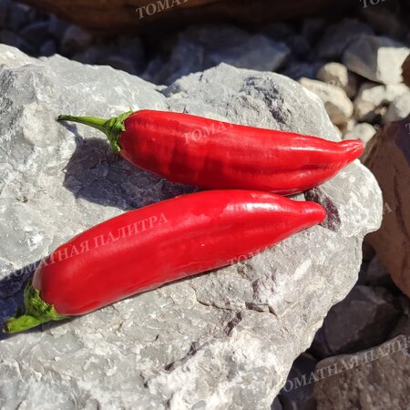 Томат ПЕРЕЦ Ягодный Баккатум КАП 455  (Baccatum Pepper CAP 455) 