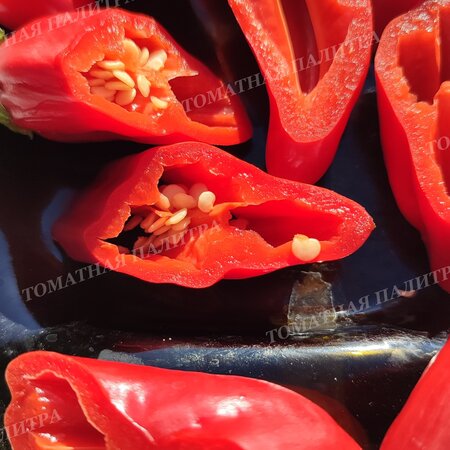 Томат ПЕРЕЦ Ягодный Баккатум КАП 455  (Baccatum Pepper CAP 455) 