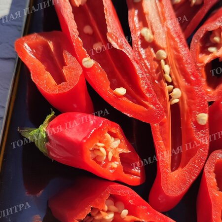 Томат ПЕРЕЦ Ягодный Баккатум КАП 455  (Baccatum Pepper CAP 455) 