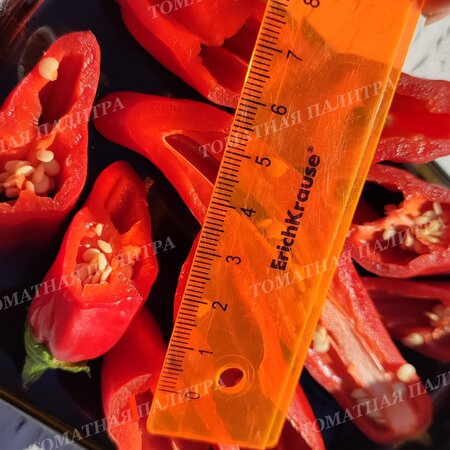 Томат ПЕРЕЦ Ягодный Баккатум КАП 455  (Baccatum Pepper CAP 455) 