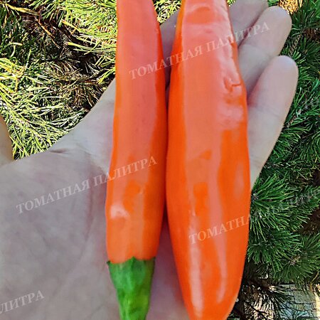 Томат Перец БАНАНЧИК ОРАНЖЕВЫЙ (Orange banana), Хорватия.