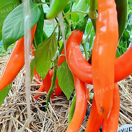 Томат Перец БАНАНЧИК ОРАНЖЕВЫЙ (Orange banana), Хорватия.