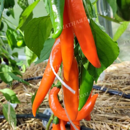 Томат Перец БАНАНЧИК ОРАНЖЕВЫЙ (Orange banana), Хорватия.