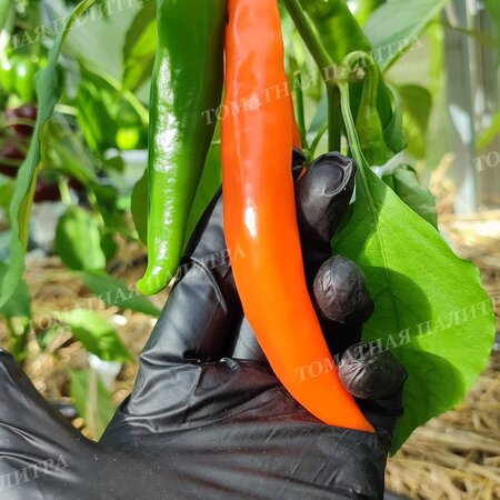 Томат Перец БАНАНЧИК ОРАНЖЕВЫЙ (Orange banana), Хорватия.