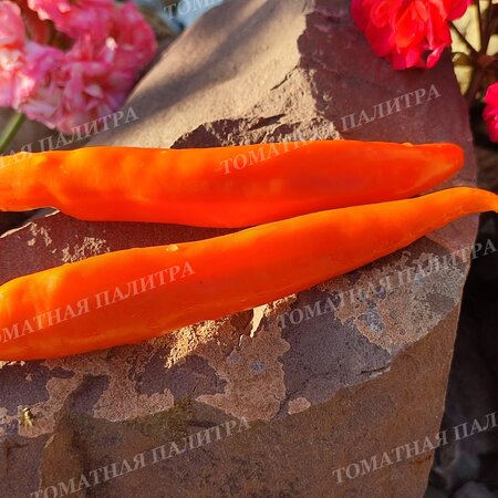 Томат Перец БАНАНЧИК ОРАНЖЕВЫЙ (Orange banana), Хорватия.