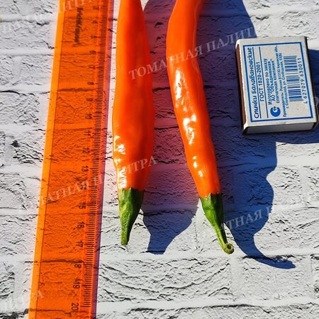 Томат Перец БАНАНЧИК ОРАНЖЕВЫЙ (Orange banana), Хорватия.