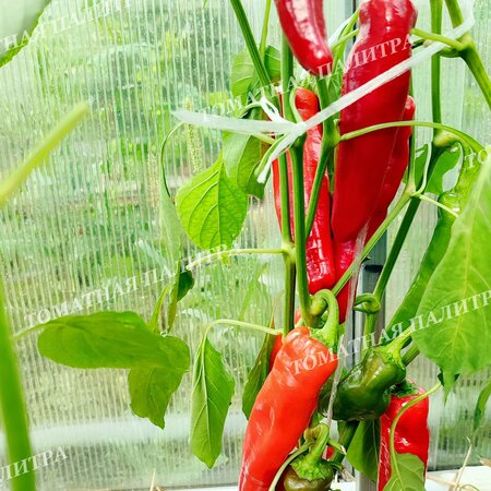 Томат Перец ФРИДЖИТЕЛЛО (Friggitello Peper), Италия