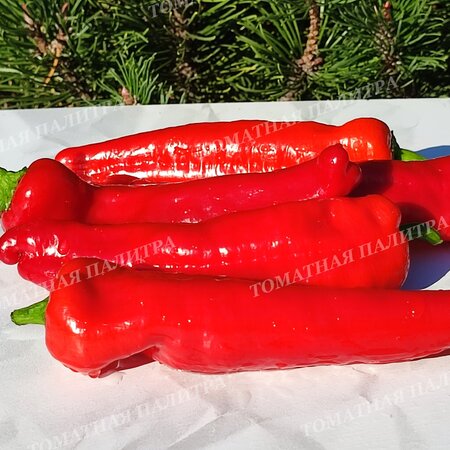 Томат Перец ФРИДЖИТЕЛЛО (Friggitello Peper), Италия