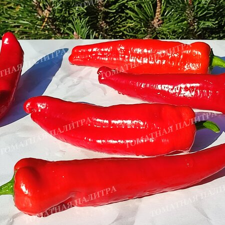 Томат Перец ФРИДЖИТЕЛЛО (Friggitello Peper), Италия