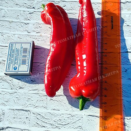 Томат Перец ФРИДЖИТЕЛЛО (Friggitello Peper), Италия