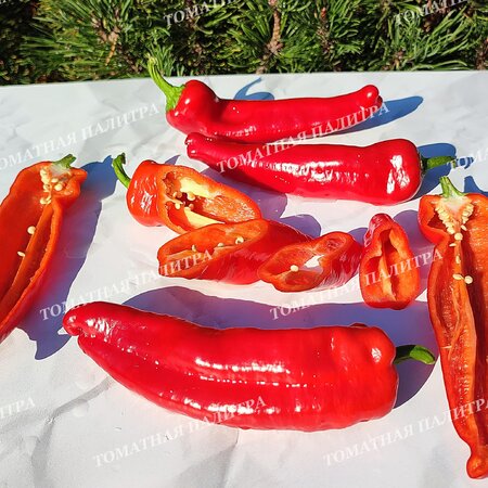 Томат Перец ФРИДЖИТЕЛЛО (Friggitello Peper), Италия