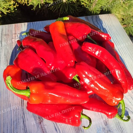Томат Перец ФРИДЖИТЕЛЛО (Friggitello Peper), Италия