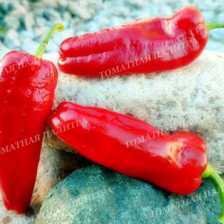 Томат Перец ФРИДЖИТЕЛЛО (Friggitello Peper), Италия