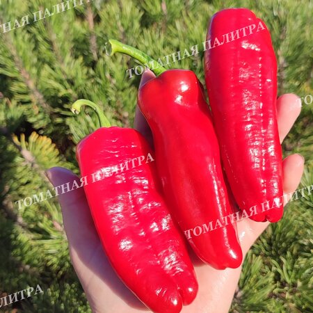 Томат Перец ФРИДЖИТЕЛЛО (Friggitello Peper), Италия