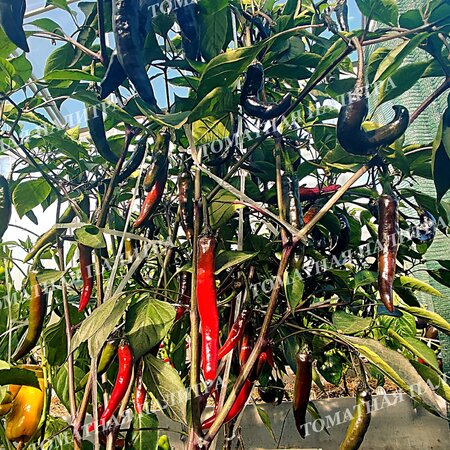 Томат Перец МУРАСАКИ ТОГАРАШИ ЯМАТО/МУРАСАКИ ПУРПЛ (Murasaki Purple Pepper)