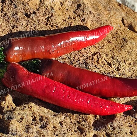 Томат Перец МУРАСАКИ ТОГАРАШИ ЯМАТО/МУРАСАКИ ПУРПЛ (Murasaki Purple Pepper)