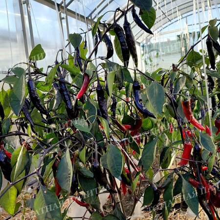Томат Перец МУРАСАКИ ТОГАРАШИ ЯМАТО/МУРАСАКИ ПУРПЛ (Murasaki Purple Pepper)