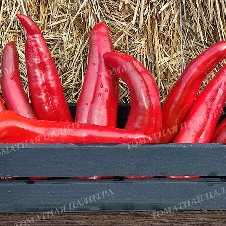 Томат Перец ТРОНТОРОЛЛО, (Trоntorollo), Италия