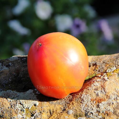 Томат Гавайский ананас (Hawaiian Pineapple), США